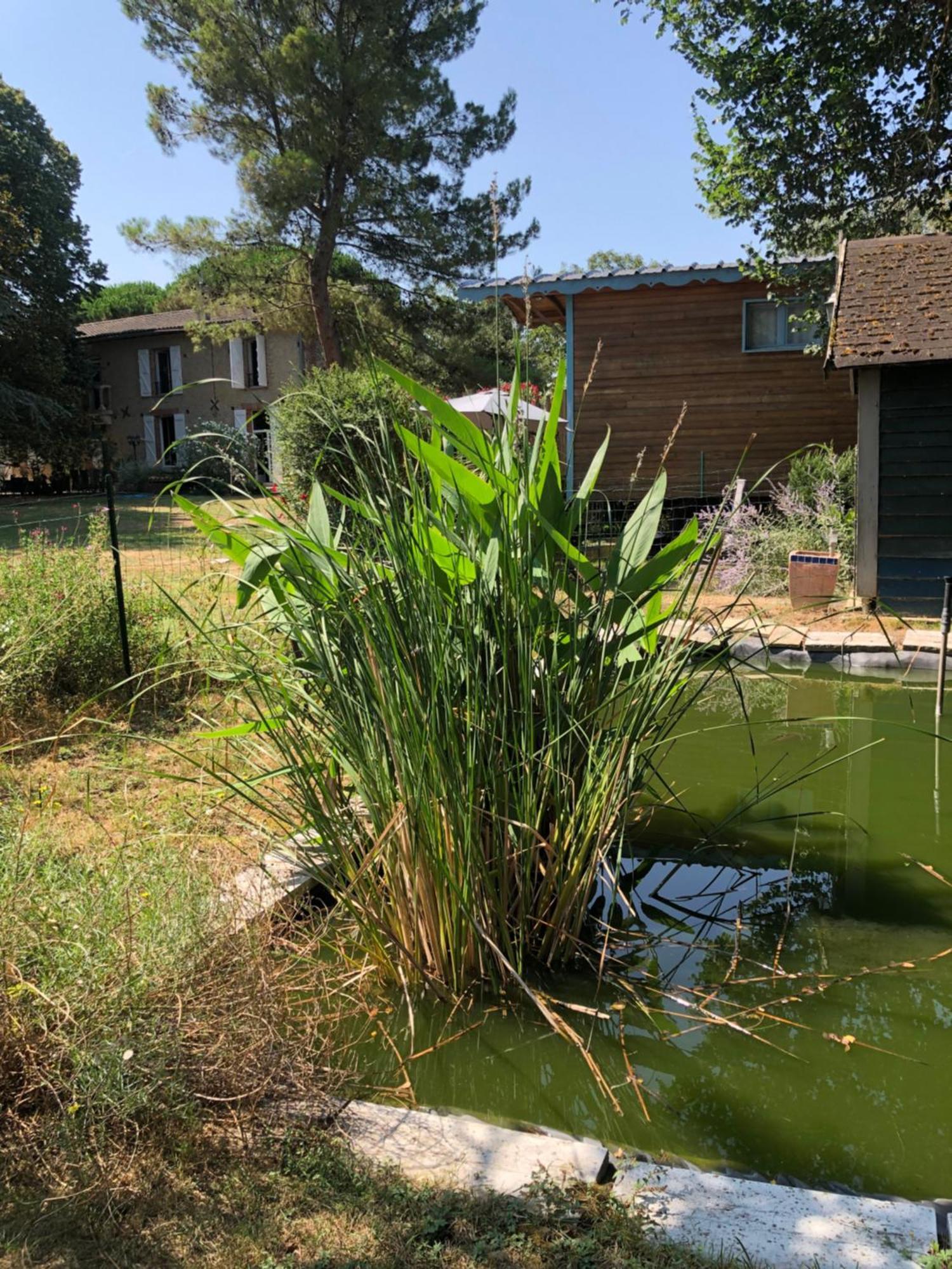La Bastide De Negra Bed & Breakfast Montesquieu-Lauragais Eksteriør bilde